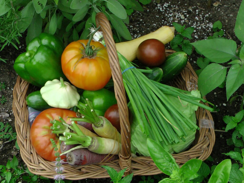 basket of homegrown vegetables from a resilient garden harvest