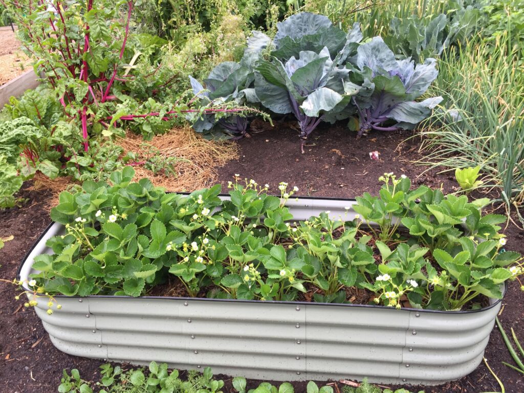 garden food production for resilient home living