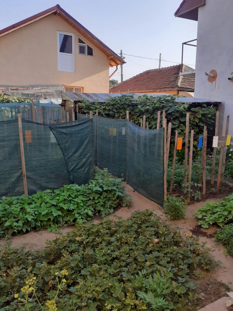 resilient garden for beginners growing food at home