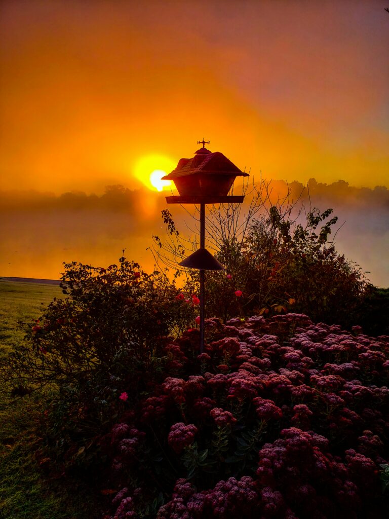 homestead garden representing green harvest living and self reliance